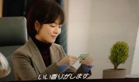 韓国ドラマ ボーイフレンド でジニョクが代表に送った観葉植物ウィルマの匂いは いい香りってどんな香り おかいもの忍者ブログ